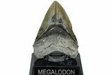 Fossil Megalodon Tooth - South Carolina #208564-2